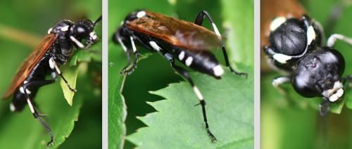 Réf. 255 600 : Macrophya duodecimpunctata